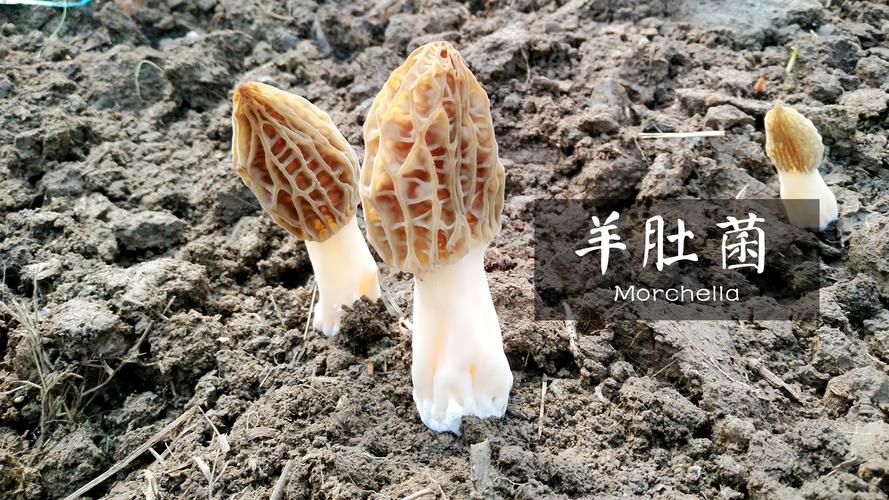 史斌 以食品技術為支點，撬動食品經營新生態